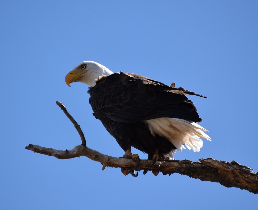 Bald Eagle Along The Rio Grande River. by bigdad