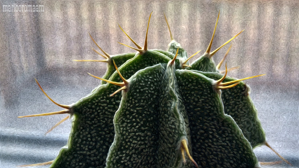My cactus sitting in my kitchen window... by marlboromaam