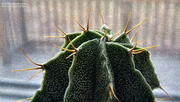 28th Jan 2021 - My cactus sitting in my kitchen window...