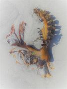 6th Mar 2021 - Kelp