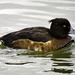 Tufted Duck. by tonygig
