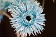 5th Mar 2021 - 🌈 Blue Faux Flowers