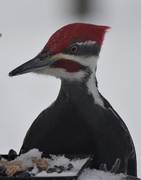 6th Mar 2021 - Male Pileated Woodpecker 