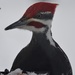 Male Pileated Woodpecker  by radiogirl