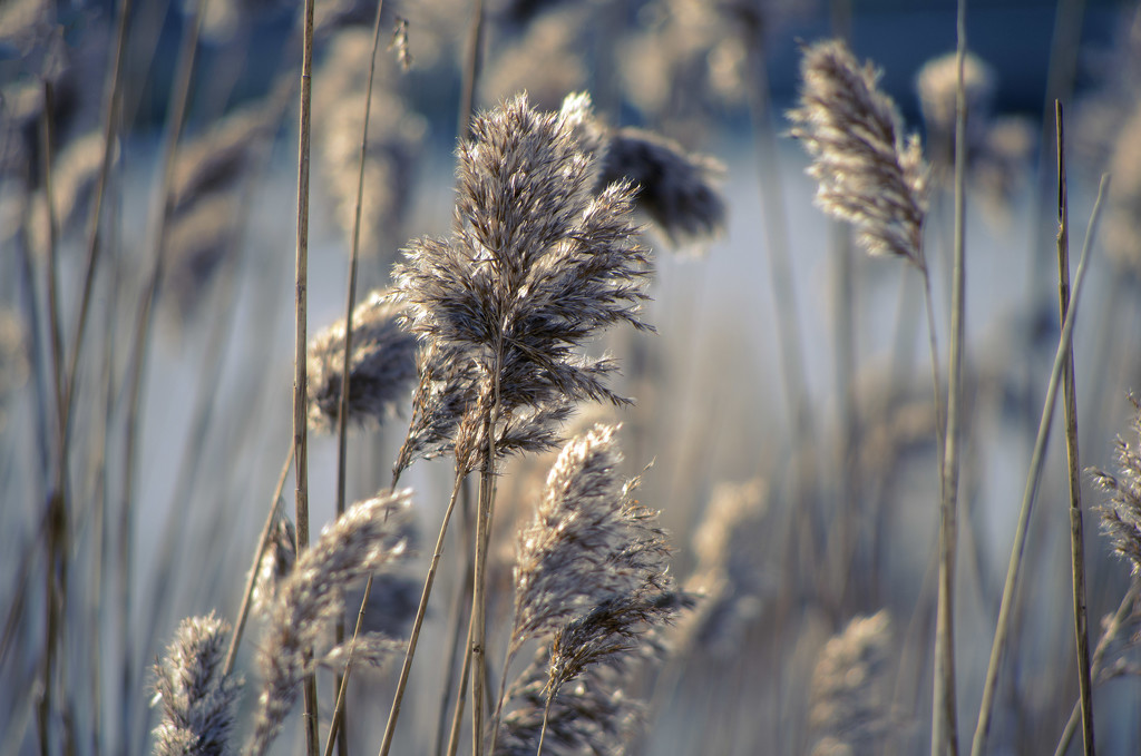 Winter grasses by fueast