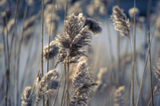 6th Mar 2021 - Winter grasses