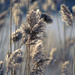 Winter grasses by fueast