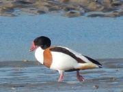 6th Mar 2021 - Shelduck