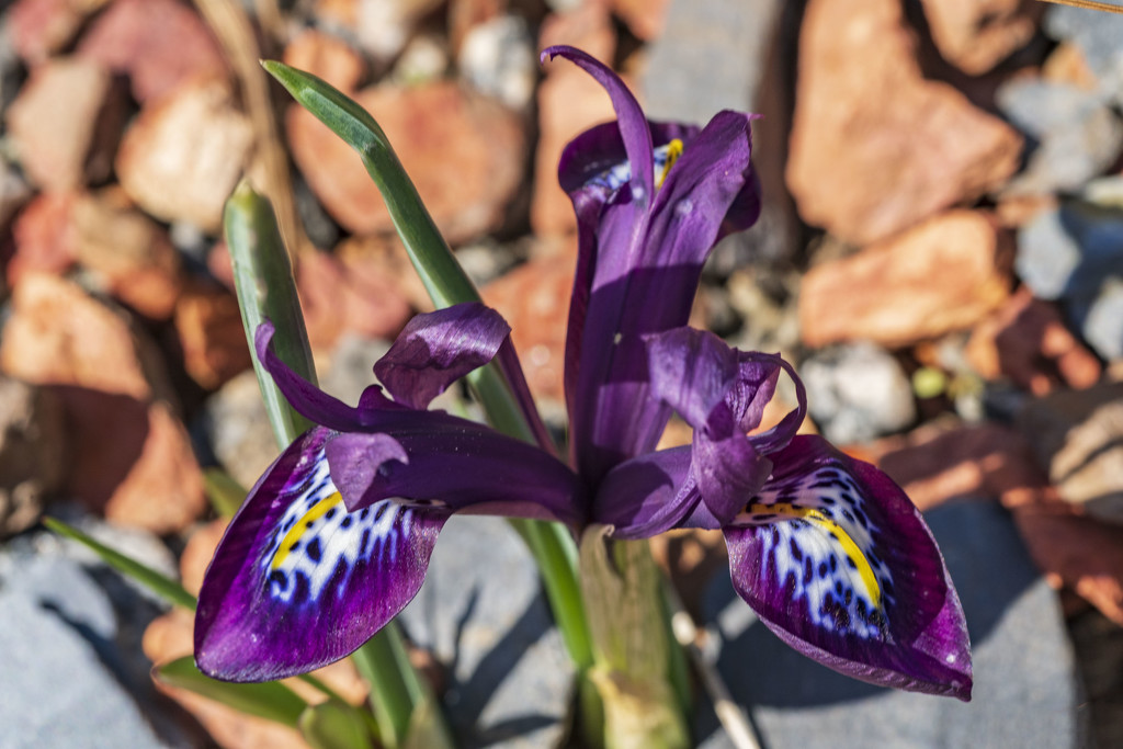 Tiny Iris by kvphoto