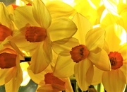 5th Mar 2021 - This Week's Tesco Flowers........