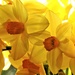 This Week's Tesco Flowers........ by susiemc