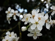 5th Mar 2021 - Cherry Plum blossom