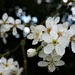 Cherry Plum blossom by julienne1