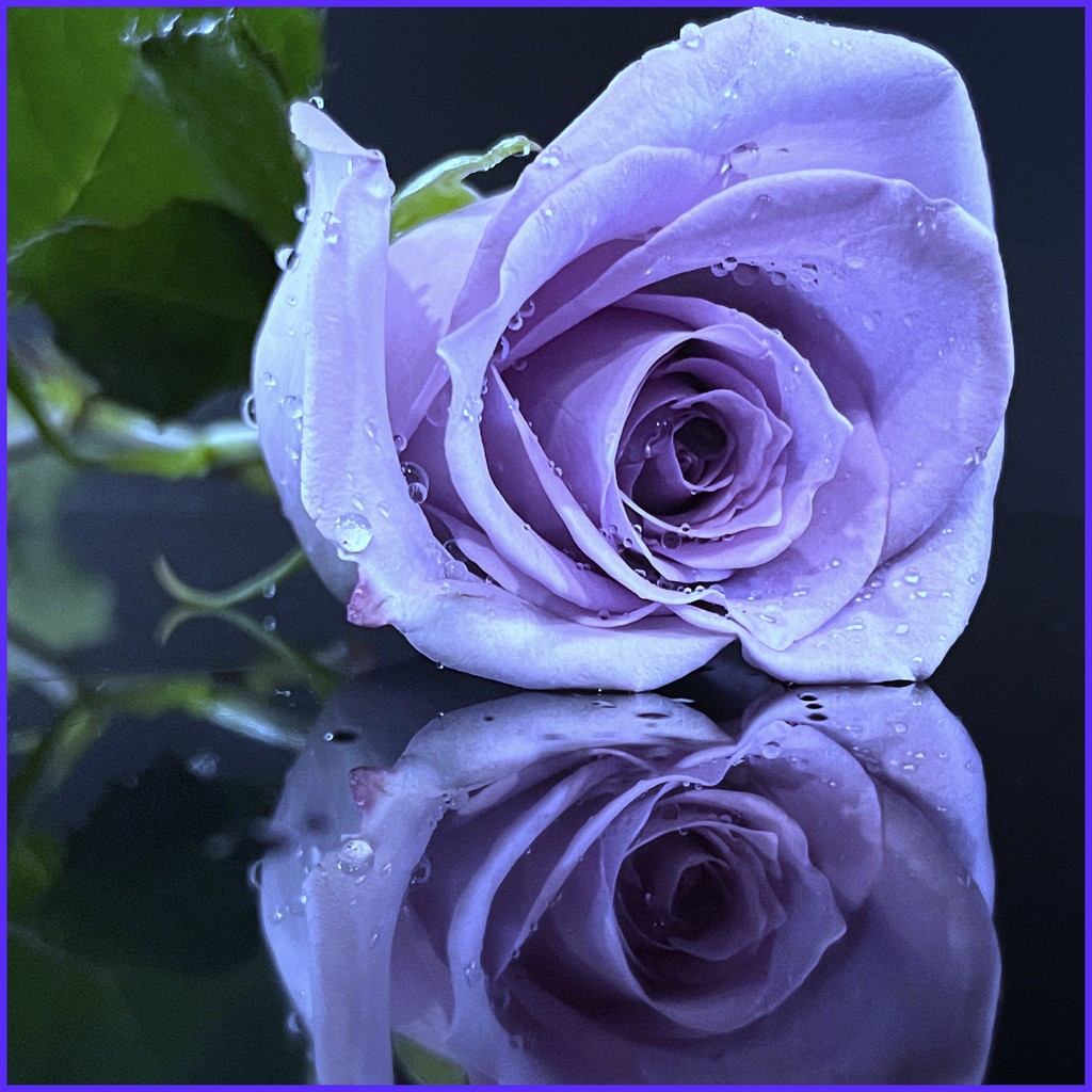 Lavender Rose by shutterbug49