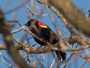 6th Mar 2021 - red-winged blackbird