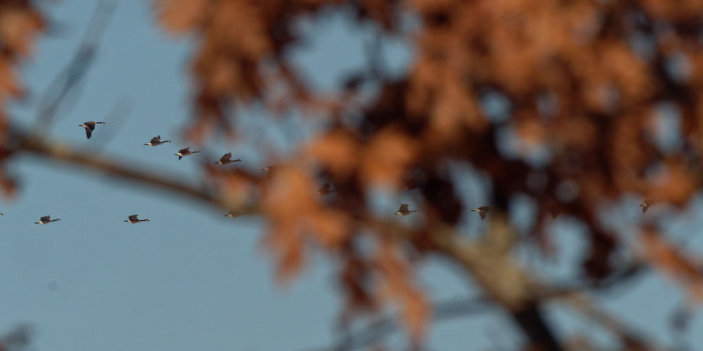 Canada geese and leaves by rminer