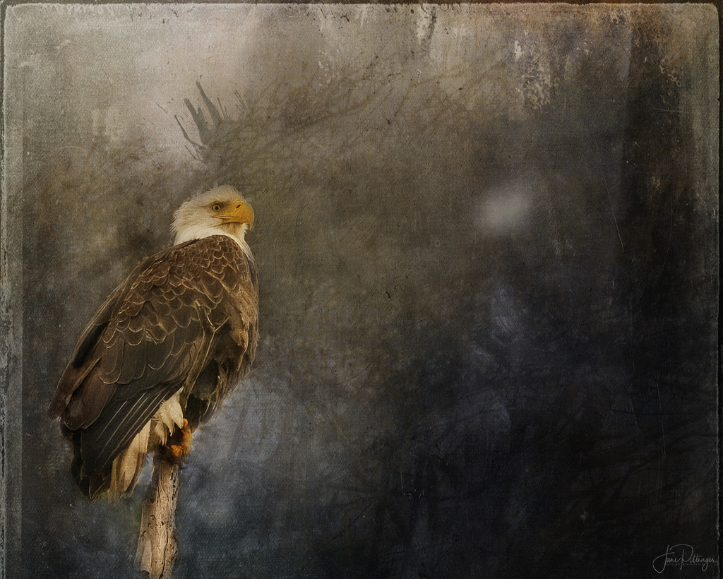 Eagle for Textures  by jgpittenger