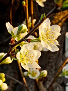 1st Mar 2021 - Blossoms at Sunset