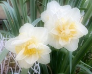 3rd Mar 2021 - Daffodils In The Backyard