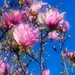 Magnolia by joysfocus