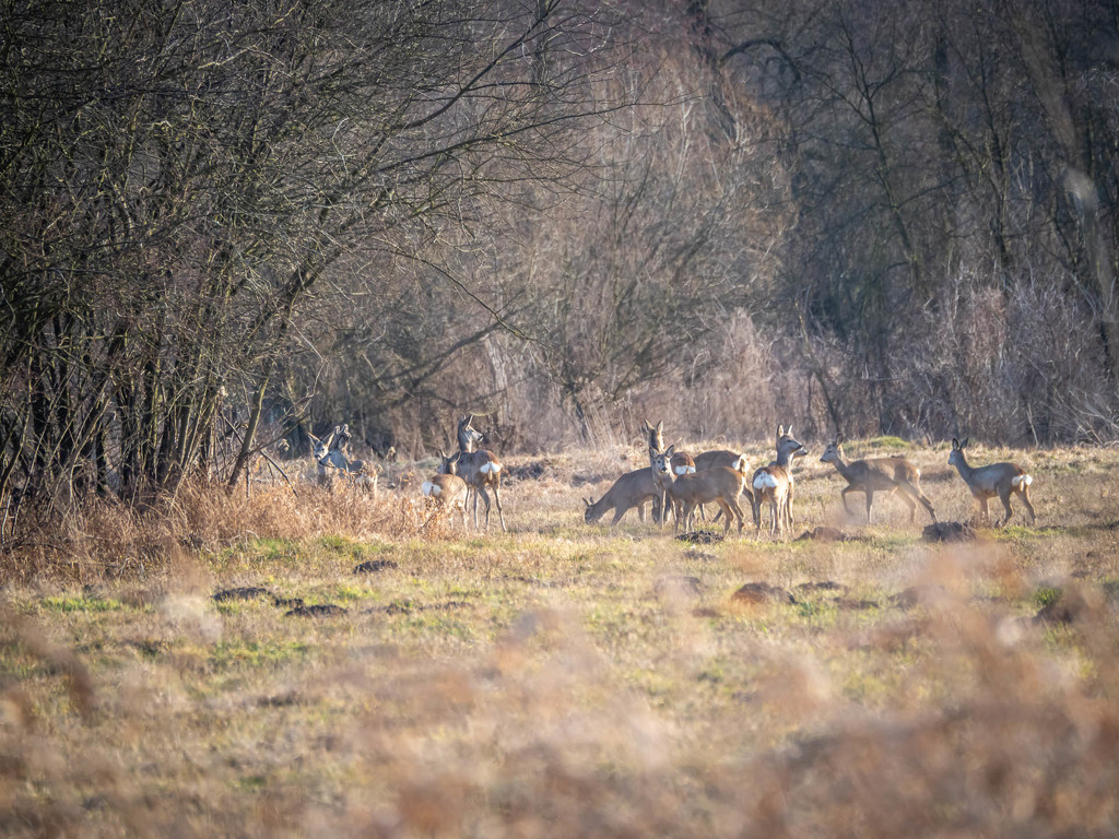 A herd of roe deer  by haskar