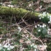 Snowdrops  by jab
