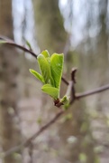 6th Mar 2021 - Buds are budding! 