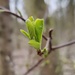 Buds are budding!  by geertje