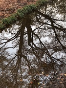 6th Mar 2021 - Tree reflection in puddle