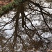 Tree reflection in puddle by congaree