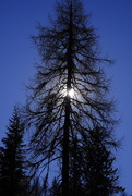 7th Mar 2021 - A big  pine tree🌲 