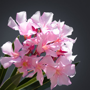 7th Mar 2021 - Pink flower for Sunday's rainbow colour