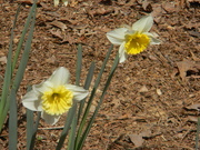 6th Mar 2021 - Daffodils 