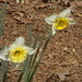Daffodils  by sfeldphotos
