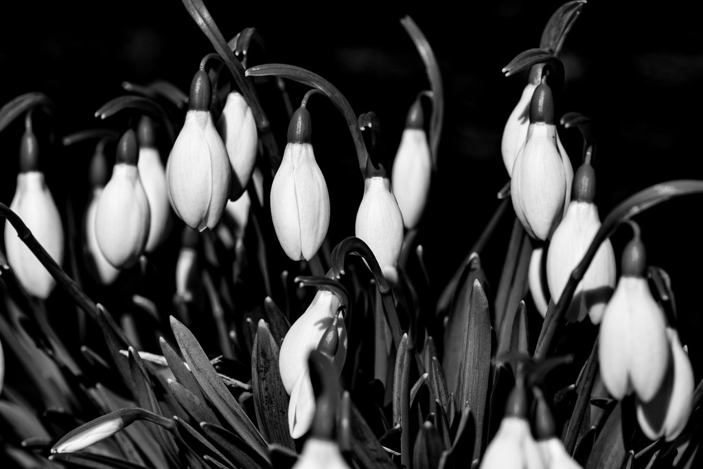 Spring Snowdrops by cwbill