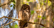 6th Mar 2021 - The Barred Owl Before All of the Antics!