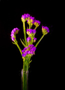 6th Mar 2021 - Painterly Purple Statice Dried Flowers 