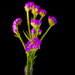 Painterly Purple Statice Dried Flowers  by sprphotos