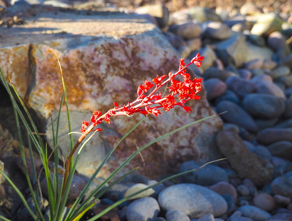 Red Yucca by redy4et