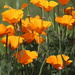 We Love Our California Poppies by markandlinda