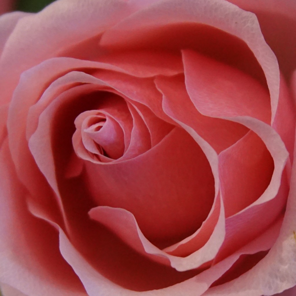 rose in pink by quietpurplehaze