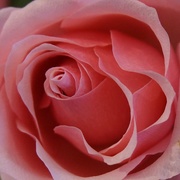 7th Mar 2021 - rose in pink