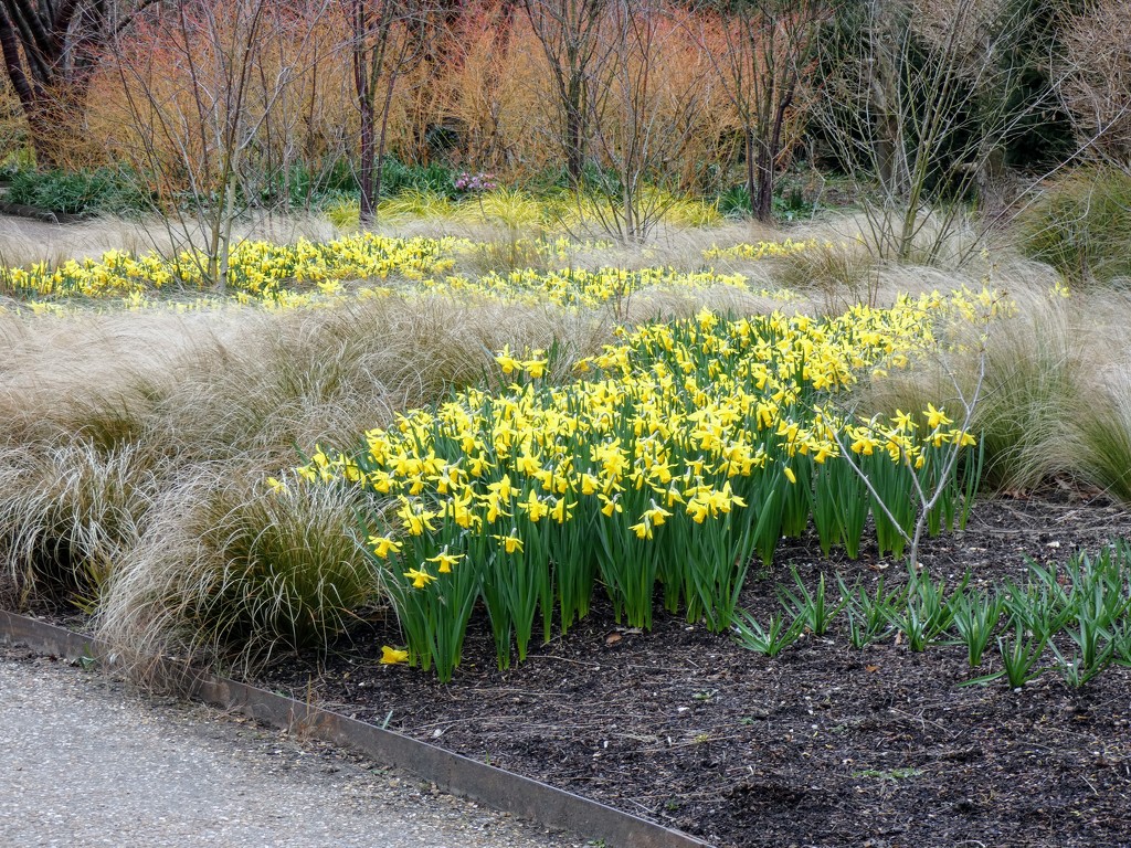 Daffodils at Anglesey Abbey  by foxes37