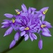 Purple Tassel DSC_0799 by merrelyn