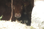 7th Mar 2021 - calf in a cattleshed