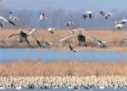 6th Mar 2021 - Snow Geese Landing