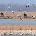 Snow Geese Landing by lynnz