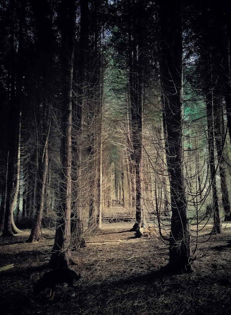 Dark woods by fueast