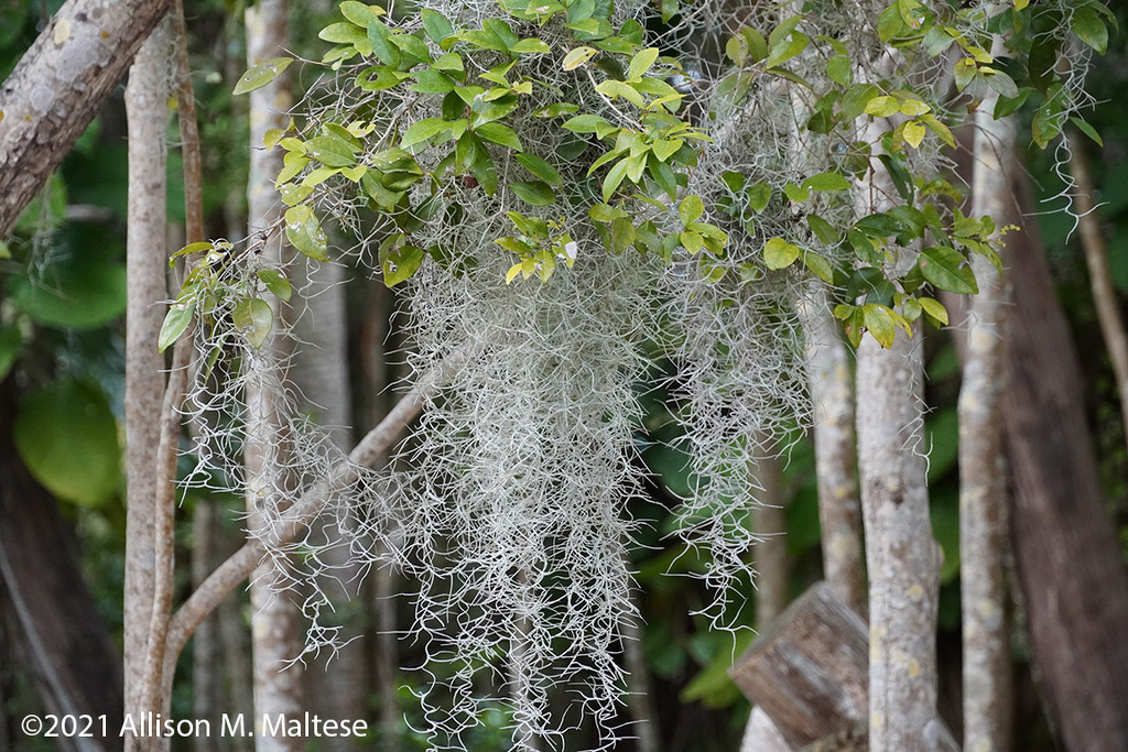 Spanish Moss by falcon11