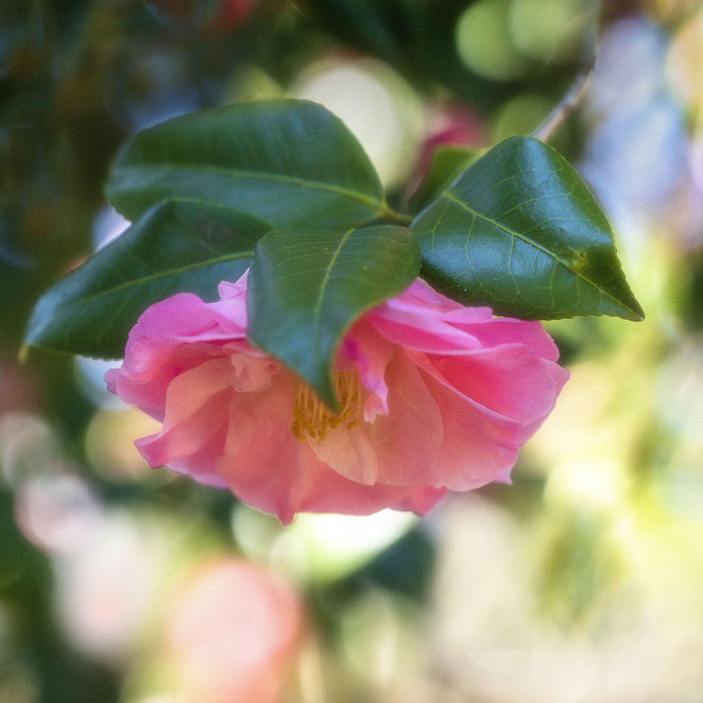 Pink Camellia by kvphoto